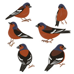 vector drawing bird, chaffinch, hand drawn , isolated nature design element