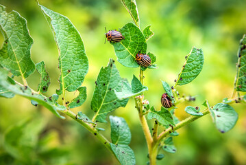 Colorado potato beetle bug crawling and eating potato leaves