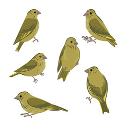 vector drawing bird, European greenfinch, hand drawn Chloris chloris, isolated nature design element
