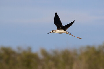 Black-winged Stilt flying in sky near the mangrove forest.
