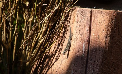 A small skink seeks out a the last small patch of sun to warm up before darkness falls