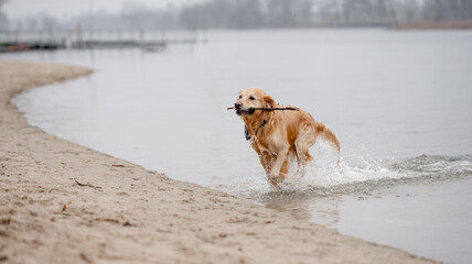 Golden Retriever Dog Joyfully Plays With Stick On Sandy River Bank In Early Spring
