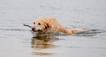 Golden Retriever Jumps Out Of Water With Stick In Teeth At Lake In Morning