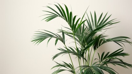 Obraz premium Kentia Palm