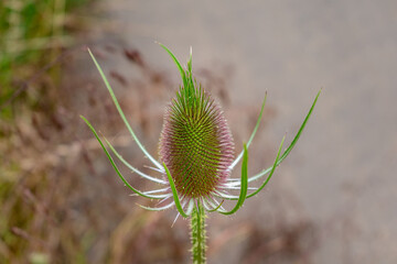 Teasel or cabaret birds, dipsacus fullonum, caprifoliaceae