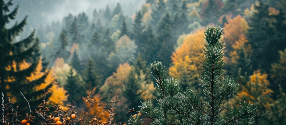 Poster autumn forest backdrop with dark green and yellow trees on mountainside featuring a pine branch in t