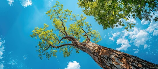 Fototapeta premium Ample room in the sky above a tall tree for a copy space image