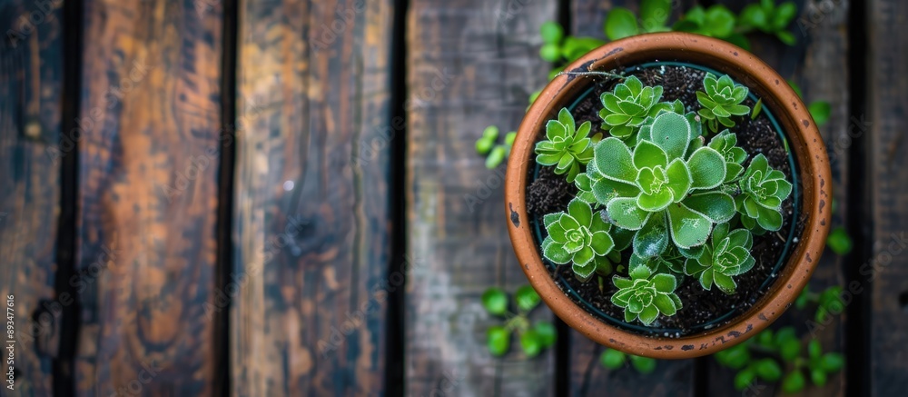 Fototapete top view of a potted plant on a wooden surface with a simple and natural backdrop featuring a border