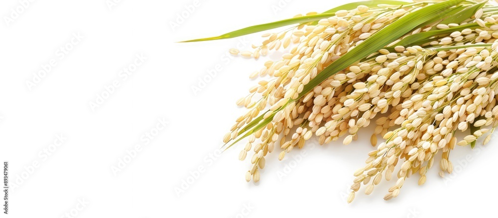 Poster ears of jasmine paddy rice isolated on a white background with copy space image