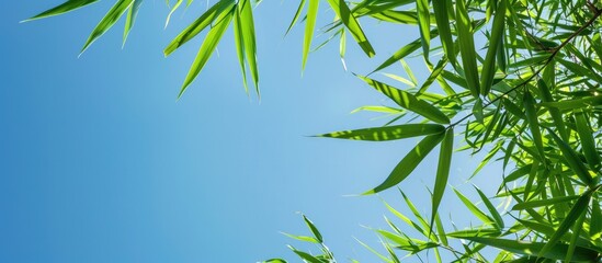Obraz premium Green bamboo leaves against a clear blue sky in a copy space image