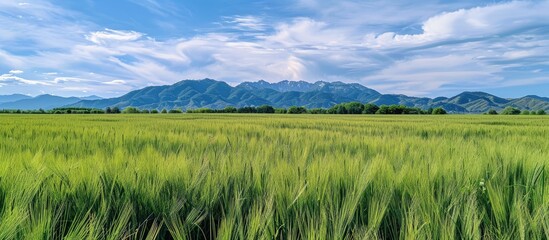 Naklejka premium Scenic view of a lush green wheat field with a background of distant mountains suitable for a copy space image