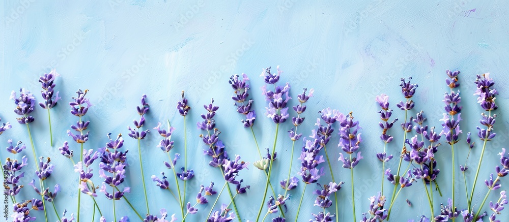 Poster a top down view of lavender blossoms displayed against a soft blue backdrop ideal for aromatherapy a