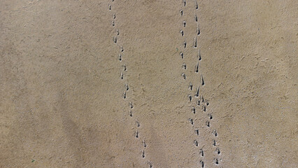 Luftaufnahme von Wattboden in Nordfriesland mit Fußspuren im Watt