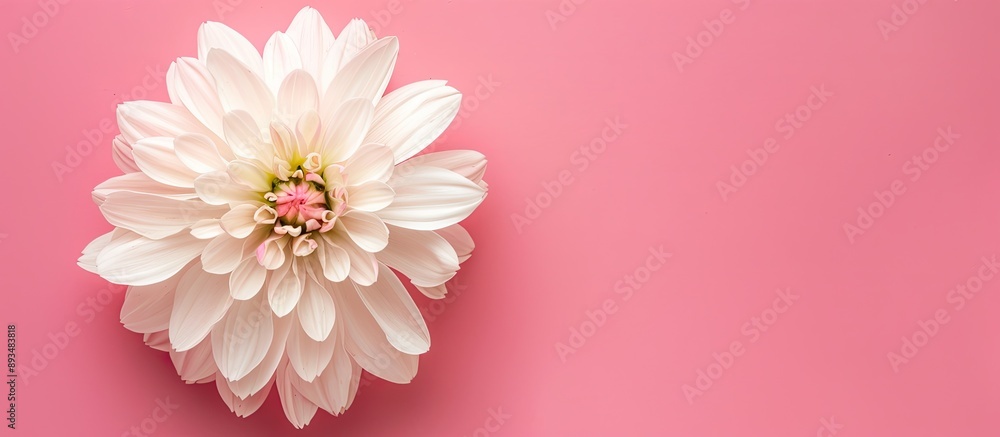 Aufkleber Top view of a white flower isolated on a pink background with space for copy in the image