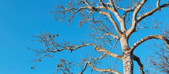 Leafless old plane tree with expansive branches reaching into a clear blue sky providing ample copy space for editing