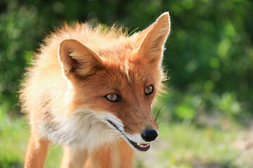 Happy Joyful Sly Red Fox with open Mouth looking forward against Green Foliage background on sunny day. Fox is grinning with sharp fangs