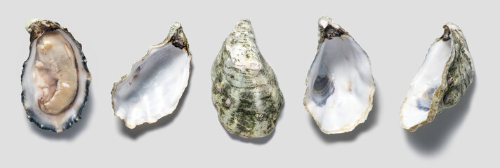 Oysters shell set close up design, open french oyster Fine de Claire collection, over grey background. Oyster dinner in restaurant. Gourmet food, delicatessen. Various oyster shells. Top view, flatlay