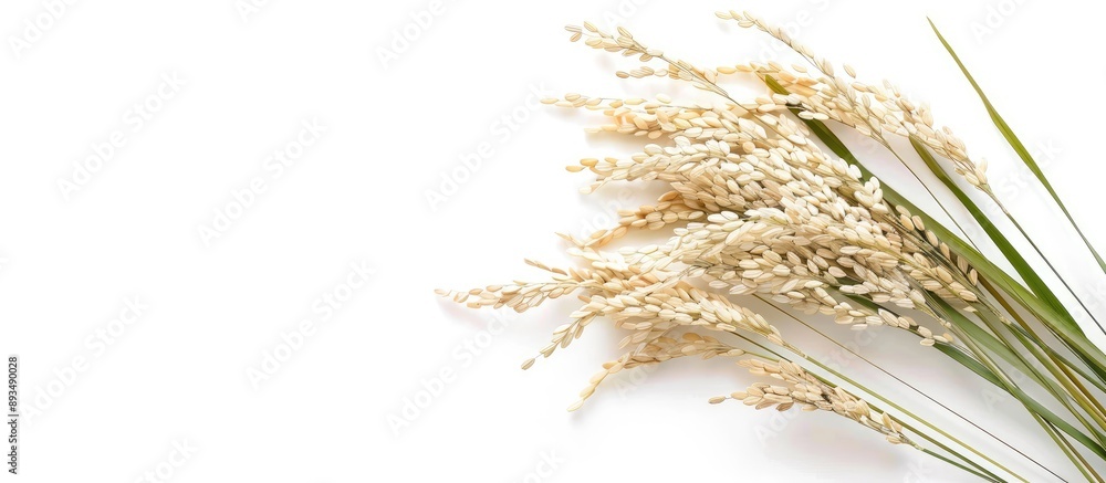 Poster Ears of jasmine paddy rice isolated on a white background with copy space image