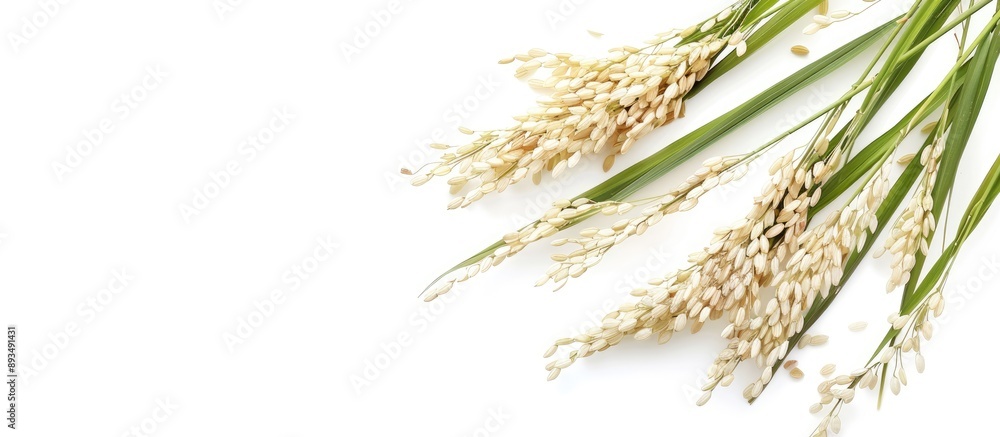 Poster ears of jasmine paddy rice isolated on a white background with copy space image