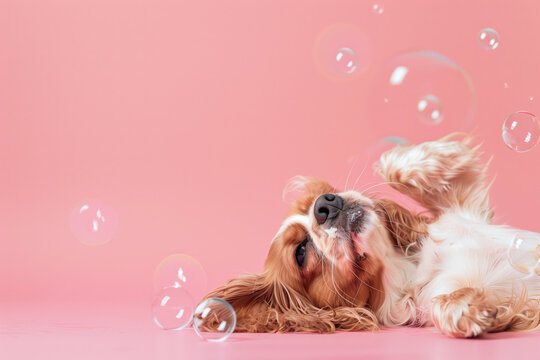 A Cavalier King Charles Spaniel wrapped in a towel with a shampoo bottle, promoting pet grooming products with a clean background