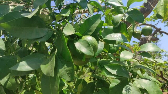 Close-up of a tree with green lime fruits swaying in the wind. Green lemon, citrus, source of vitamin C. Natural background, video wallpaper