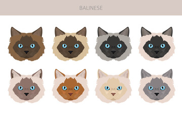 Balinese cat, Long haired Siamese clipart. All coat colors set.  All cat breeds characteristics infographic. Vector illustration