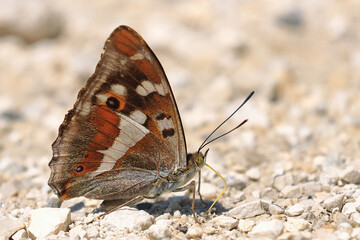 Purple emperor, Apatura iris, big butterfly on the forest road