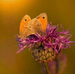 Parka motyli - Strzępotek Ruczajnik w trakcie kopulacji. © mycatherina