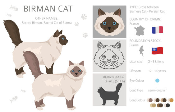 Birman Cat clipart. All coat colors set.  All cat breeds characteristics infographic. Vector illustration