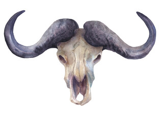 bull skull watercolor, hand-painted png, transparent