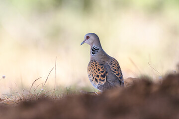 close-up shot of European turtle dove (streptopelia turtur)