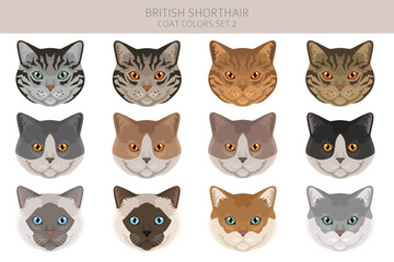 Fototapeta premium British shorthair Cat clipart. All coat colors set. All cat breeds characteristics infographic. Vector illustration