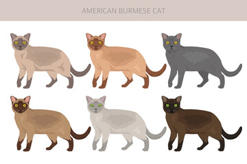 American Burmese Cat clipart. All coat colors set.  All cat breeds characteristics infographic. Vector illustration