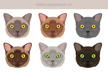 Fototapeta premium American Burmese Cat clipart. All coat colors set. All cat breeds characteristics infographic. Vector illustration