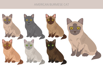 American Burmese Cat clipart. All coat colors set.  All cat breeds characteristics infographic. Vector illustration
