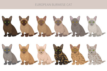 Fototapeta premium European Burmese Cat clipart. All coat colors set. All cat breeds characteristics infographic. Vector illustration