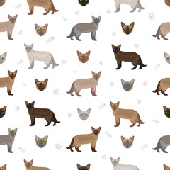 European Burmese Cat seamless pattern. All coat colors set.  All cat breeds characteristics infographic. Vector illustration