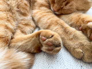 Close up of an orange tabby cat's paws while sleeping.