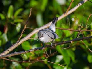 Zosterops bird perching in natural environment 
