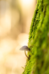 kleiner Pilz am moosigen Baum