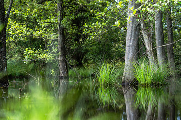 stream in the forest