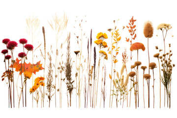 vibrant assortment of dried wildflowers, isolated on a white background.