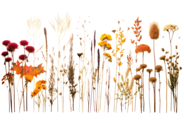 vibrant assortment of dried wildflowers, isolated on a white background.
