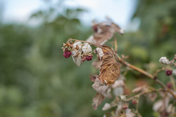 Dry plants from drought in the garden. The dried bushes of a raspberry, on sunny day. The plant withered from lack of water. The concept of global warming and strong heat.