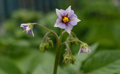 Flowering potato. Purple blooming potato flower in plant. Close-up organic vegetable flowers blossom growth in garden or farm field. Potato farming and cultivation concept.