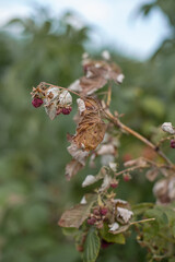 Dry plants from drought in the garden. The dried bushes of a raspberry, on sunny day. The plant withered from lack of water. The concept of global warming and strong heat.