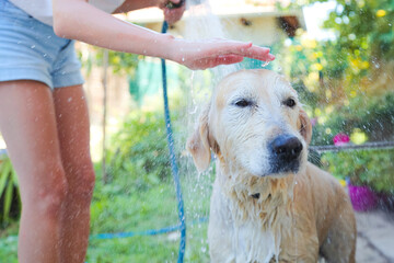 Girl wash dog in summer garden with water hose and sprinkler. Heat, cooling. Girl washing puppy outdoor in blooming backyard. Child and pet. Family bathing dog. 