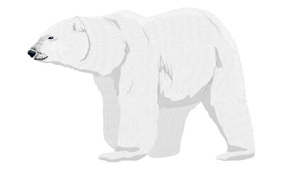 Adult polar bears. Wild animals of the Arctic and the Arctic Circle. Realistic vector animal