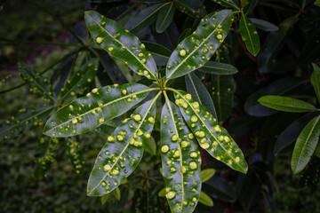 Animal, Leaves with gall mite Eriophyes tiliae. A close-up photograph of a leaf affected by galls of Eriophyes