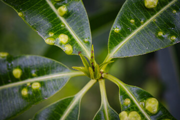 Animal, Leaves with gall mite Eriophyes tiliae. A close-up photograph of a leaf affected by galls...